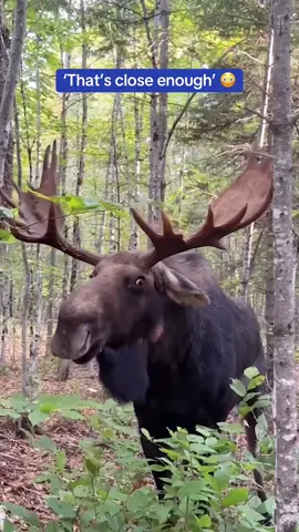 A man had a CLOSE call with a moose as it stared him down then charged at him in a swamp in Maine. 😳 He says he was ‘extremely lucky to escape with only a few bumps and bruises.’ 🎥 Allagash Antlers / TMX  #moose #wildlife #nature #scary #animals 