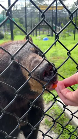 Baby carrots for the baby girl! 🐻❤️ #wildlife #wildanimals #wildliferescue #wildliferehab #florida #nature #conservation #nonprofit #blackbears #bearsoftiktok #jupiter #palmbeach #