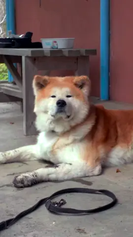 Dirty Akita, happy Akita—living the good life one lazy afternoon at a time. 🐾💤 #AkitaInu #ChillVibes #DogDays #theakitainu #akitadog #akitalife #akitainu #doglife #japanesedog #japaneseakita #akitaworld #秋田犬 #忠犬秋田 #日本犬 #犬の日常 #akitainulovers 