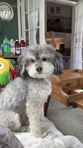 my babyyyy  #PetsOfTikTok #thesecretlifeofpets #cartoonpet #dogtok 