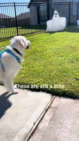 Conquering my fear of halloween decor one walk at a time!! Is it Chrismas yet I like those decorations better  #fyp #foryoupage #fypシ #goldenretriever #foryou #dog 