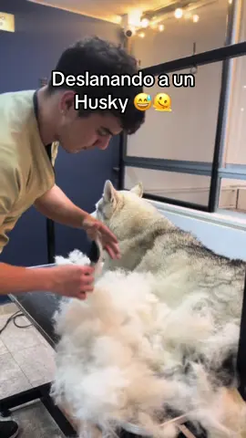 Deslanando a un Husky Siberiano 😅🫠🐺 #CapCut #huskylife #huskysiberiano #huskygrooming #fyp #perrostiktokers 