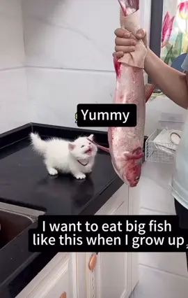 #video #funnyvideo #cute #fyp #fy #explore #pets #pet #cats #kittycat #catsoftiktok #catlovers #cutecat #hungry #fish #eating 