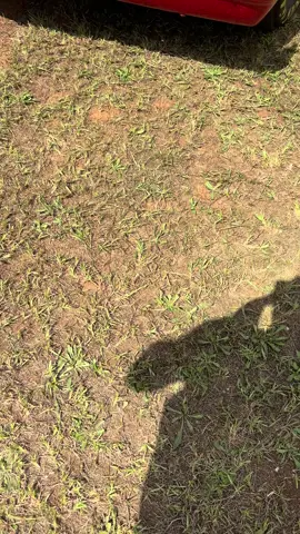 #talladega#talladegasuperspeedway#nascar##Budweiser#Goodwrench #3#8 #infield #nascartattooguy #goodyear #