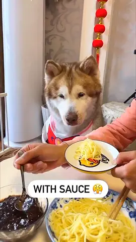 super dog #amazing #dog #viral #cute #foryoupage #dogsoftiktok #viralvideo #america #viraltiktok #pourtoi #funny #foryou 