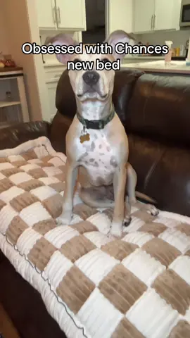 Loving Chances new bed! The quality is nice and thick! 10/10 recommend! #dogsoftiktok #dogbed #dogs #rescuedog 