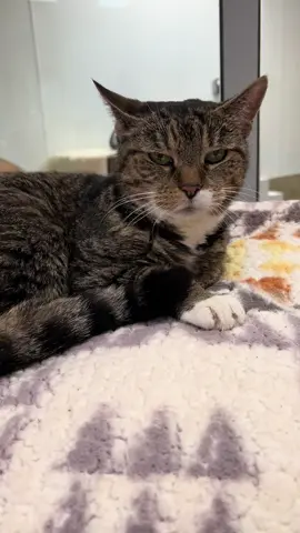 Resting bored face 🤩 #cats #catsoftiktok #catlady #cat #cutecat #catnap #catnapping #catlover #cattok #catvideo #fyp #foryou #cute #catlove #kitten #kittensoftiktok #kittentok 