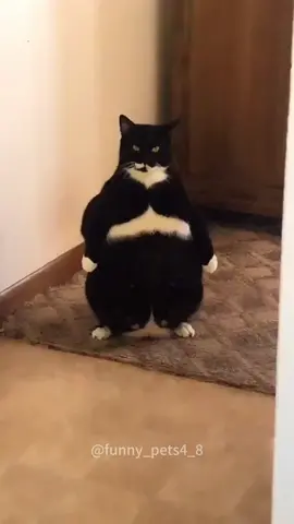 funny fat cat #cat #cats #cutecat #catlover #catsoftiktok #fyp #fyp #funny #foryou #foryoupage #funnycat #funnyvideos #funnytiktok #funnyanimals #kitty