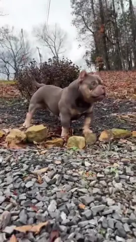 ❗️Micro bully❗️  👑 Direct crown son👑   🔒 $750 studd fee🔒 #microbully #big4kennel #dogsoftiktok #viraldogs #spendmoneytomakemoney 