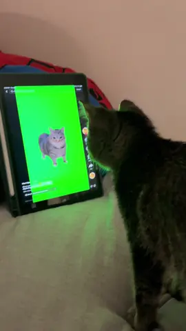 not the double take #fyp #cat