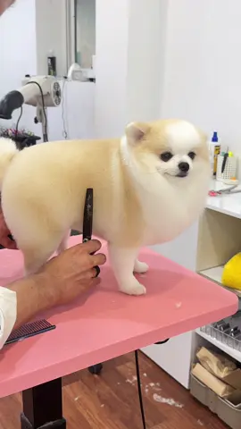 🦭💛 #groomin #grooming #Love #dogsoftiktok #dog #pomeranian #lovely #puppy #fyp #반려동물 #포메라니안 #foryou #viral #포메미용 #포메틱톡 