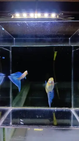 Terpantau hamil#hobiikanhias #fypシ゚viral #ikanguppy #ikanhias #hobiikan #skyblue 