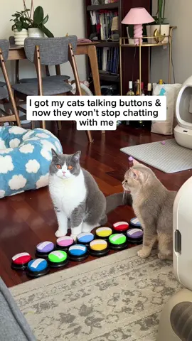 Soon enough they’ll be paying taxes  #smartcats #talkingcats #cats #talkingbuttons #catlovers #catsoftiktok #britishshorthair #britishshorthaircats #coolcats #pets