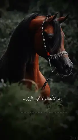#اناشيد #اننا الابطال لا نحن# #الرؤوس# 🥹💘🦋 # #اننا للمجد ارخصنا النفوسا#