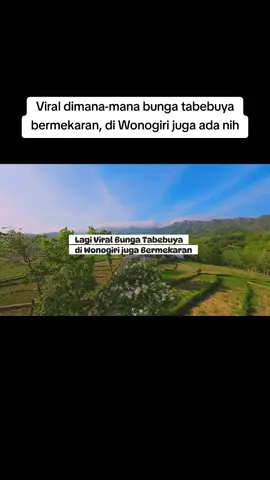 Dimana-mana bunga Tabebuya sedang memancarkan pesonanya mirip seperti trend bunga sakura di Jepang. Di Wonogiri juga ada nih, ada yang sudah pernah kemari?  Masih kebagian mekarnya atau sudah pada gugur? Infokan lokasi lainnya di komentar ya. 📍Kantor Kepala Desa Kepatihan, Selogiri 📸 Drone Fpv #fpvcinematic #dronefpv #droneshot #djiavata #wonogiritiktok #wonogiri24jam #wonogirihits #explorewonogiri #tabebuyawonogiri #tabebuya #viraltiktok #fypシ゚ #fyp #sukoharjomakmur #sukoharjo24jam 