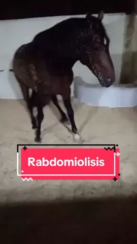 Rabdomiolisis en equino #animals #casosmedicos #equinos #caballos 
