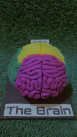 The Brain☑️🧠🥳#fyp#brain #scienceproject #