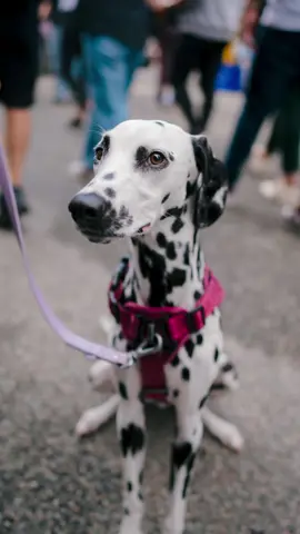 101 reasons to love Remington 🖤🤍 I met Remington, a 2-year-old Dalmatian, and her awesome parents Bianca and Kyle at the Day of the Dog festival.  Remington’s fancy name suits her perfectly—she’s got style and grace! 🐾 Facts about Remi: She has a posh vibe 🎩 Naturally shy (but so sweet) 🥺 Loves toys and cuddles 🧸 A bit anxious, but did well at the event 💪 Great job Remington! You’re a natural model.  — 📍 Yaletown, Vancouver BC — #dogportraits  #101dalmatians #streetportraits #strangerportraits #dogphotography #vancouverdogs #streetphotography #vancouverphotographer 