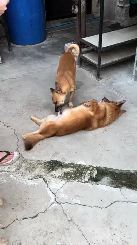 Mugsy and Cutie sexy time #fyp #dogs #dogsoftiktok #shorts #reels 