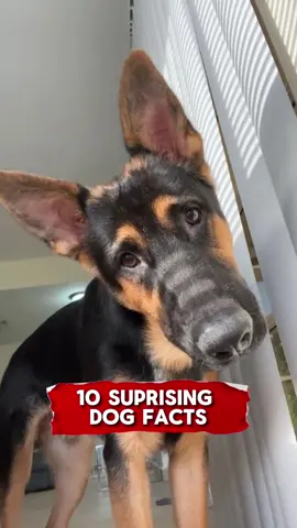 10 SURPRISING DOG FACTS #animals #fyp #richyvidz #dog #dogsoftiktok #dogfacts #facts #dogs