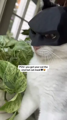 POV: You get your Cat the Viral Bat Cat Mask #bat #cat #batcat #viral #mask #batman #darkknight #catsoftiktok #cats 