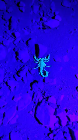 Did you know scorpions glow under a UV light? #bayareawildlife #invert #nighthike #scorpion 