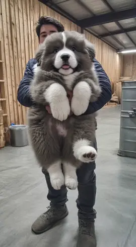 Rate the cutness 1-10 🫠♥️   dog, puppy, cute dog, funny dog, dog lovers, puppy love, dog life, adorable puppy, dog videos, giant dog, small dog, fluffy dog, dog breeds, funny pets, loyal dog, dog tricks, puppy training, dog owner, dog photos, playful dog, best dog moments, pet lover, rescue dog, dog adoption, dog care, dog grooming, puppy growth, dog transformation, animal lover, dog community, viral dog #giantdog #puppylove #dogsoftiktok #puppiesoftiktok 