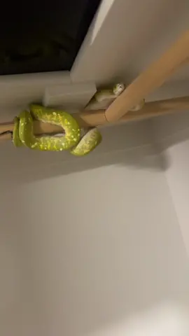 The Grinch does not like when you run your hand through your hair. Is he jealous he doesn’t have hair?  Merch for sale on my website (You have to look it up) www.blacklakereptiles.com  I do have exclusive content. Subscribe on instagram, Patreon or Facebook.  #gtp #aru #biak #greentreepython #python #pythons #snake #snakes #snek #reptile #reptiles #reptilesofinstagram #reptilelover #reptilekeeper #pet #pets #daily #instagram #tiktok #reels #cute #fun #happy #ballpythonsoftiktok #boise #idaho #funny #sorong 