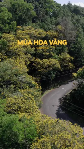 Hoa thì khoe sắc. Em thì khoe vẻ ngọt ngào trong tình yêu của Anh ❤️  Hoa Muồng Vàng với màu vàng nổi bật tượng trưng cho hoàng gia, loài hoa này còn có các tên gọi khác như muồng hoàng hậu, hoa lồng đèn, hoa bọ cạp vàng hay là mai dây. Loài hoa muồng hoàng yến được xem là quốc hoa của đất nước Thái Lan, mang lại ý nghĩa tượng trưng cho sự tươi mới, hạnh phúc, đủ đầy. #chuyendilinh #dilinh #tinhyeu 