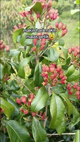 info harga coppeng😫🤣#fyp #fyppppppppppppppppppppppp #lagutimur #cengkeh #petanimuda #sulawesi #bismillahfyp #masukberanda 