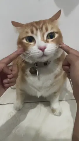 cute cat #catsoftiktok #catlovers #kucinglucu 