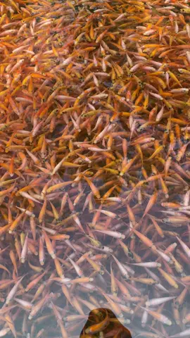 haiii!! sepesial bulan oktober bibit ikan kediri lagi buanyak promo nihh  mulai dari 5500 ekor harga 100k ikan nila, tawes maupun ikan mass #bibitikankediri #budidayanila #biofloknila #ikanwader #biofloknila #ikannila #bibitikannila #bawal #benihikan 