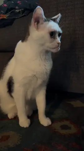 When your cat’s face looks more human than furry—too funny! 😂🐱✨ #catlife#felinehumor #trending#viral