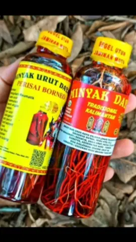 Minyak Urut Dayak Asli #minyakurutdayak 