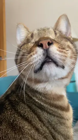 Am eye beautiful? #blindcat #cat 