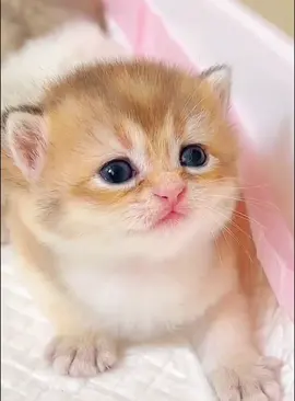 Cute kitten😍#kitten #funny #funnycats #funnyanimasl #funnypets #fypシ #cat #catsoftiktok #catlover 