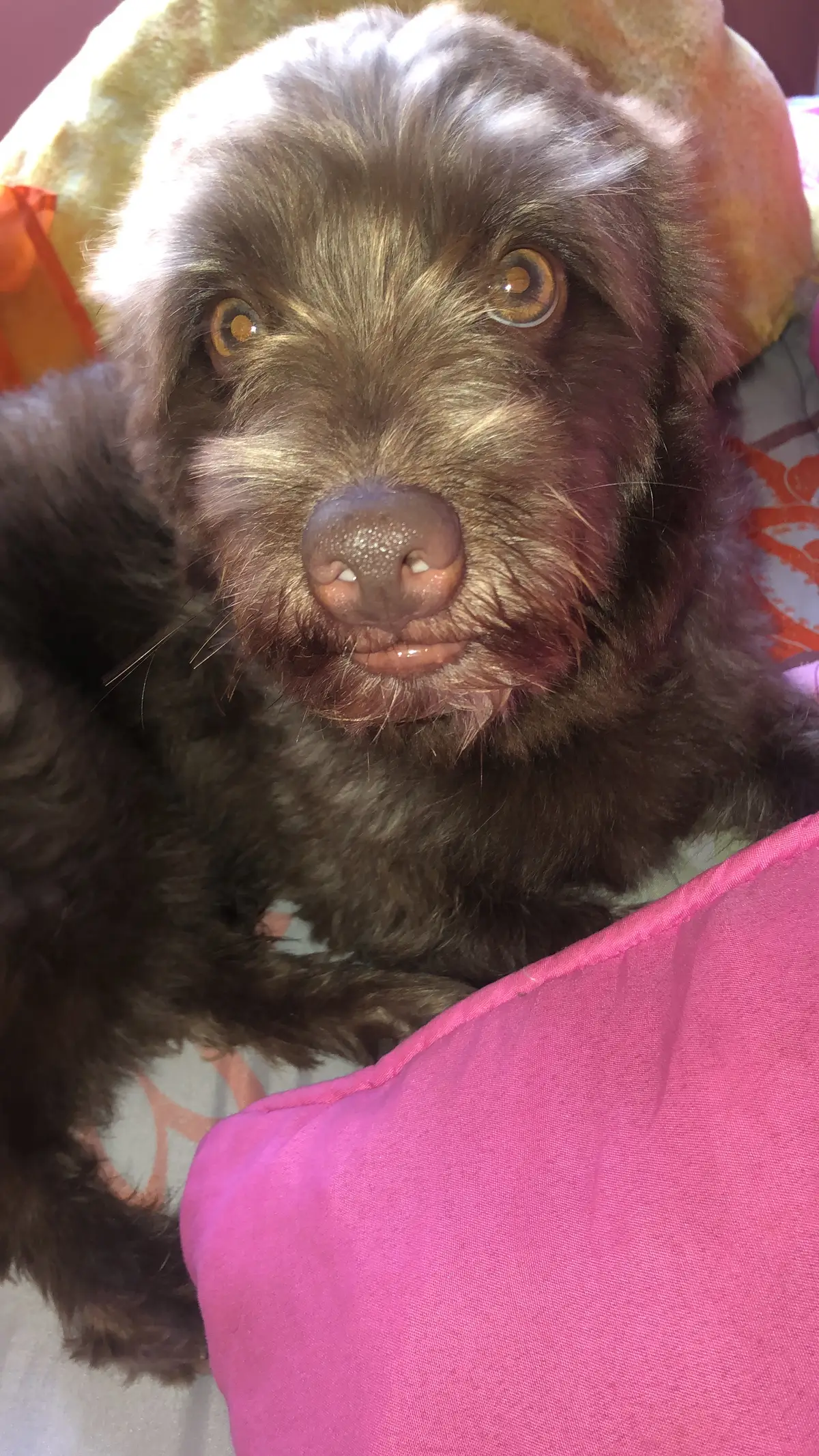 #creatorsearchinsights  #doglifestyle #cutepuppy #dogreels #viralfypシ #viralvideo #parati #for #greenscreen 