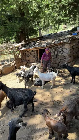 Anadolu demek  Anadolu kadını demektir çünkü Anadolu kadını tıpkı bu topraklar gibi
 çilekeştir kurucudur yapıcıdır hep ayakta
 kalandır… . . . #reels #yörükkızı #reelsvideo #selge #antalya #keçi #
