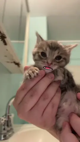 Dintiki Dintiki Dintiki Dintiki ❤️😂 #viral #tiktok #trending #foryou #fypシ #foryoupage #song #songs #video #cat #catsoftiktok #cats #pet #joke #smileface #laugh #funny #fun #funnyvideos #funnyvideo #saththaimataobawage #sinhala #sinhalasong #templatecapcut #template #edit #edits #srilanka 