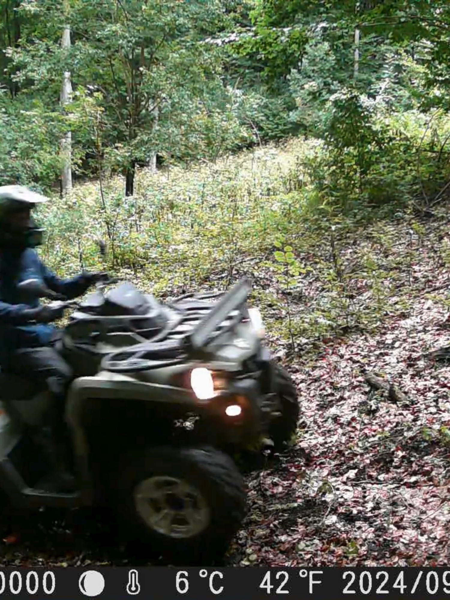 Opinion? #forest #wildanimals #ATV #quad #animal #deer #elk