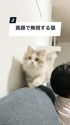 何時間もかかって付けたキャットウォークを真顔で無視する猫😭😭😭 #思い通りにならない猫 #気分屋 #だがそれがいい #サイベリアンのいる暮らし