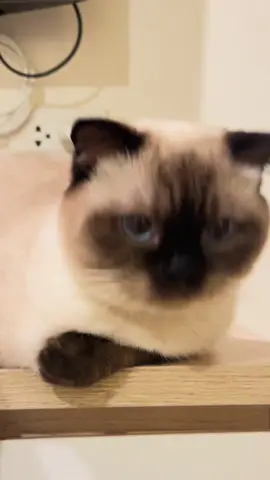 เสียงน่ารักกก😻🫰🏻                                                              #สวนสัตว์TikTok #cat #ทาสแมว #สัตว์โลกน่ารัก #foryoupage #fyp #โซระแมวเห็ด #sora #เปิดการมองเห็น 