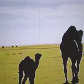 #ال_شمعه #ال_دمنان #explorepage #explorepage #explorepage #explorepage 