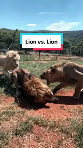 A wild lion's mentality is dangerous, driven by survival. 🦁 His continuous battle to stay alive has shaped his strong mindset and will to live. You can see it in the eyes of a wild lion! Keep in mind: In the wild, only the toughest survive! 🩸  #deanschneider #hakunamipaka #lions #lionpride 