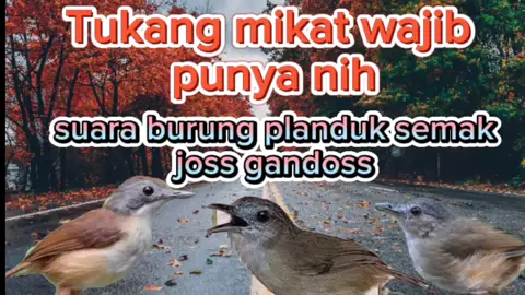 #Suara Pikat Burung Ribut #pikatburung