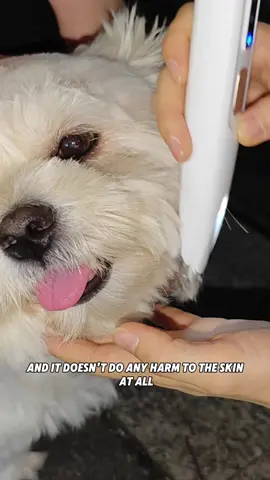 #dog #cat #trimmer #tiktokshop #petsupplies #petcleaning #petgrooming #pethairtrimmer #falldealsforyou #petclippershaver #pet 