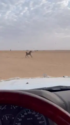 #البل #حب_البل #معبسات_الشمايل #خيل_وخياله🐎 #البدو #شديد_البدو 