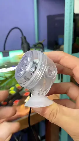Chỉ 67 cá đèn led âm nước nhỏ nháy nhiều màu #nghienca #thuysinh #hoca #beca #cacanh #xuhuong #thinhhanh 