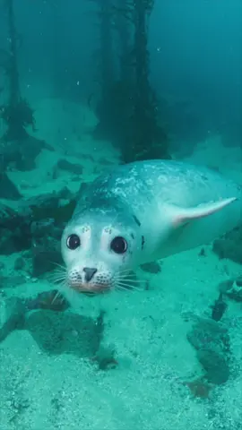 A harbor seal glides through the bay, In waters where the sunbeams play, With whiskered grace and dappled skin, A quiet dance, a gentle spin. Majestic in its silent glide, Rules the waters, free and wide. A fleeting shadow, sleek and wise, The harbor seal beneath the skies. 🦭✨Footage from our divers enjoying the magic of the sublime seals right outside in the bay 🌈 🌊 #montereybayaquarium #harborseal #montereybay #diving #kelpforest 