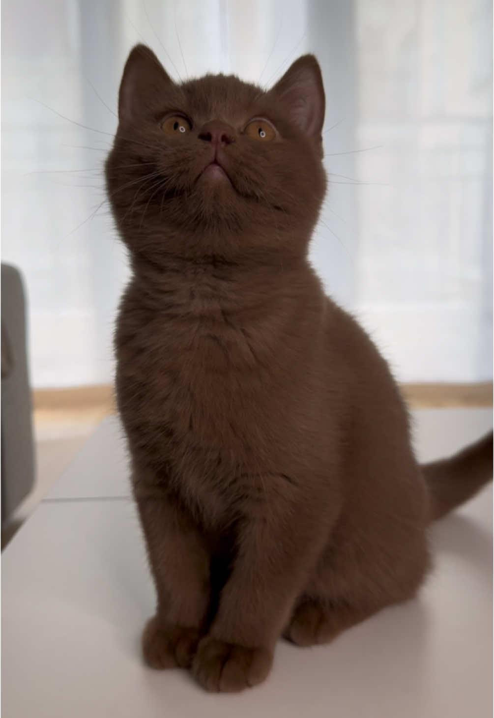 Yoshi le plus beau 🤎🥹 #kittens #britishshorthair #pourtoi #fypage #fyp #cinnamon 